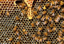 Hobby-uri ciudate ale vedetelor